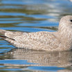 Thayer's Gull
